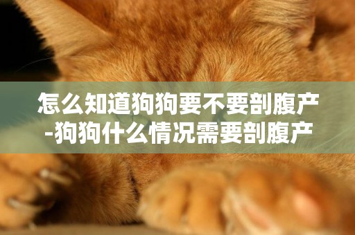 怎么知道狗狗要不要剖腹產-狗狗什么情況需要剖腹產