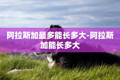 阿拉斯加最多能長多大-阿拉斯加能長多大