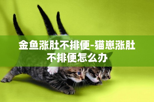 金魚漲肚不排便-貓崽漲肚不排便怎么辦