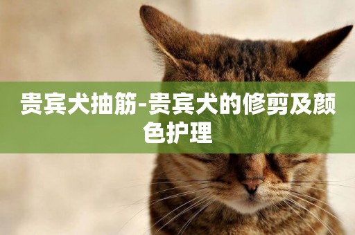 貴賓犬抽筋-貴賓犬的修剪及顏色護理