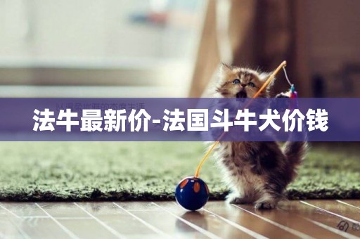 法牛最新價-法國斗牛犬價錢