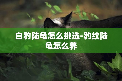 白豹陸龜怎么挑選-豹紋陸龜怎么養