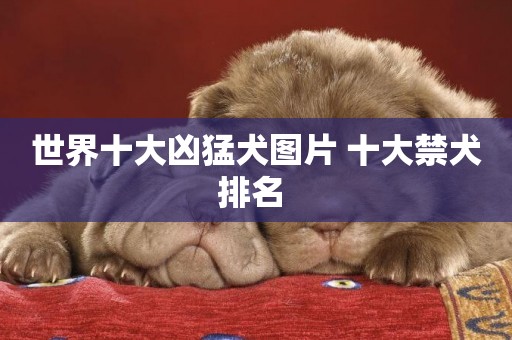 世界十大兇猛犬圖片 十大禁犬排名 