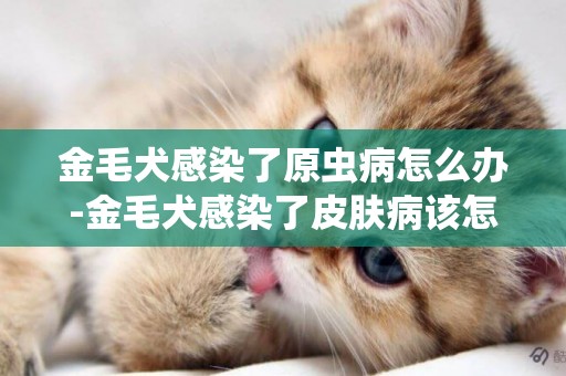 金毛犬感染了原蟲病怎么辦-金毛犬感染了皮膚病該怎么辦
