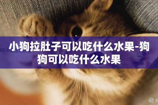 小狗拉肚子可以吃什么水果-狗狗可以吃什么水果