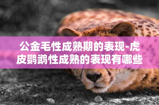 公金毛性成熟期的表現-虎皮鸚鵡性成熟的表現有哪些