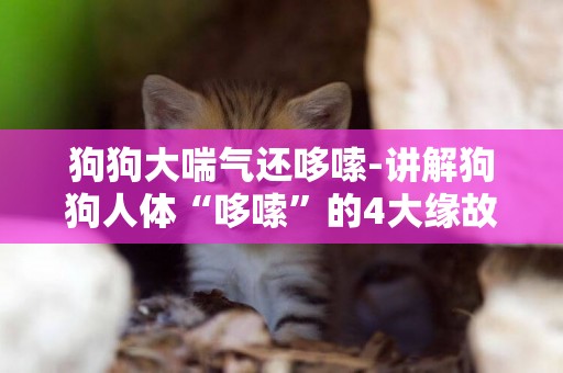 狗狗大喘氣還哆嗦-講解狗狗人體“哆嗦”的4大緣故