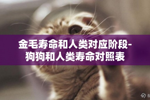 金毛壽命和人類對應階段-狗狗和人類壽命對照表