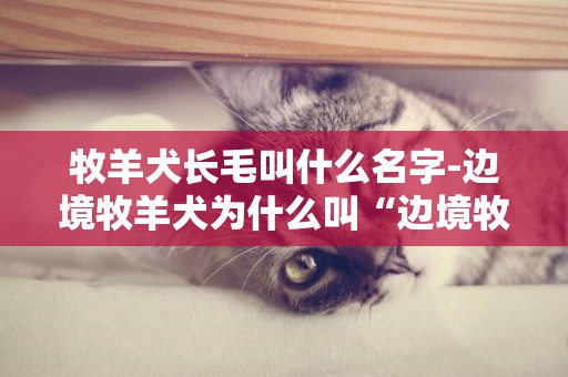 牧羊犬長毛叫什么名字-邊境牧羊犬為什么叫“邊境牧羊犬”