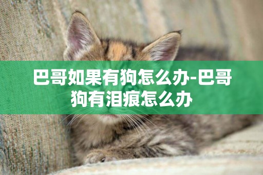 巴哥如果有狗怎么辦-巴哥狗有淚痕怎么辦