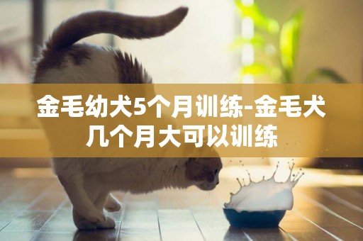 金毛幼犬5個月訓練-金毛犬幾個月大可以訓練