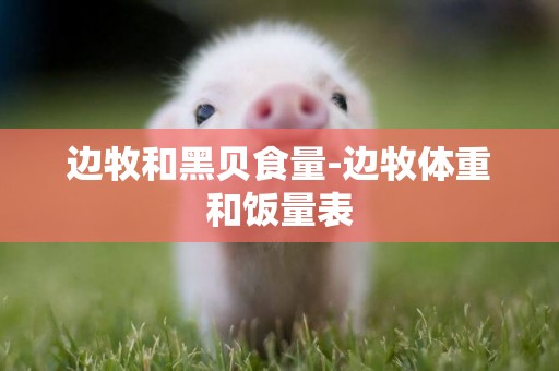 邊牧和黑貝食量-邊牧體重和飯量表