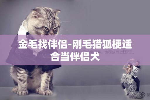 金毛找伴侶-剛毛獵狐梗適合當伴侶犬