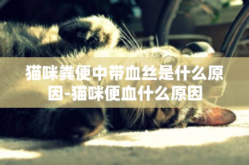 貓咪糞便中帶血絲是什么原因-貓咪便血什么原因