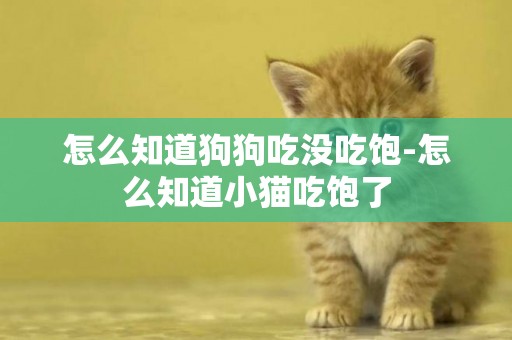 怎么知道狗狗吃沒吃飽-怎么知道小貓吃飽了