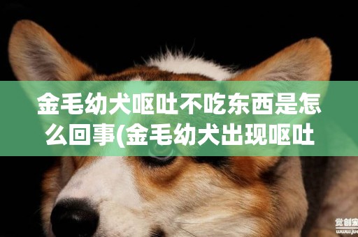 金毛幼犬嘔吐不吃東西是怎么回事(金毛幼犬出現嘔吐不吃飯怎么辦???)