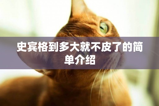 史賓格到多大就不皮了的簡單介紹