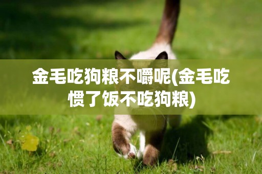 金毛吃狗糧不嚼呢(金毛吃慣了飯不吃狗糧)