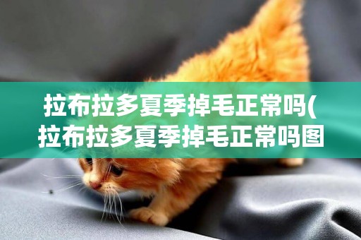 拉布拉多夏季掉毛正常嗎(拉布拉多夏季掉毛正常嗎圖片)