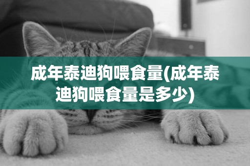 成年泰迪狗喂食量(成年泰迪狗喂食量是多少)