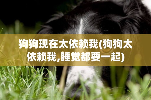 狗狗現在太依賴我(狗狗太依賴我,睡覺都要一起)