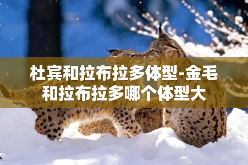 杜賓和拉布拉多體型-金毛和拉布拉多哪個體型大