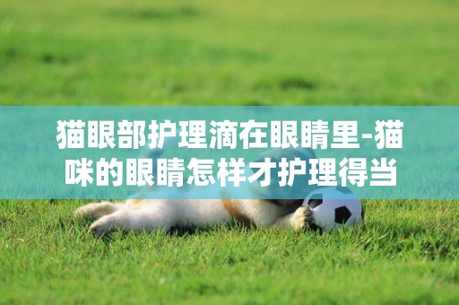 貓眼部護理滴在眼睛里-貓咪的眼睛怎樣才護理得當