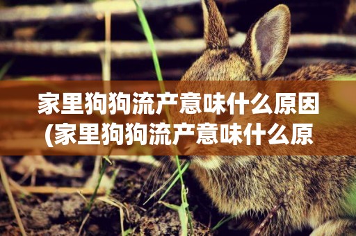 家里狗狗流產意味什么原因(家里狗狗流產意味什么原因呢)