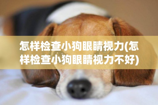 怎樣檢查小狗眼睛視力(怎樣檢查小狗眼睛視力不好)