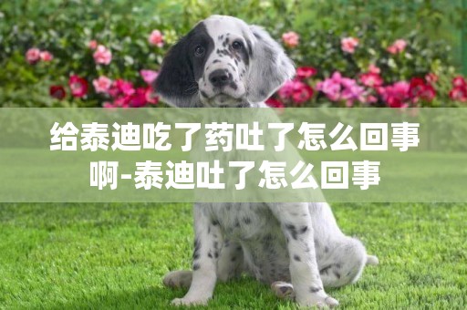 給泰迪吃了藥吐了怎么回事啊-泰迪吐了怎么回事