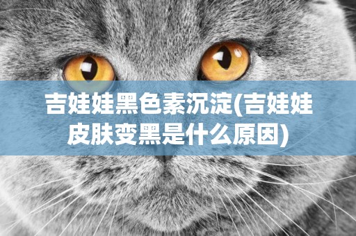 吉娃娃黑色素沉淀(吉娃娃皮膚變黑是什么原因)