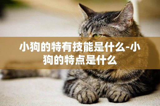 小狗的特有技能是什么-小狗的特點是什么