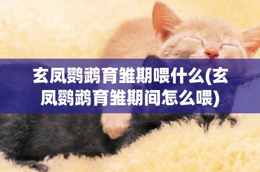 玄鳳鸚鵡育雛期喂什么(玄鳳鸚鵡育雛期間怎么喂)
