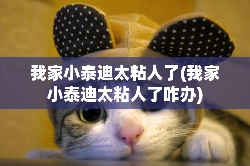 我家小泰迪太粘人了(我家小泰迪太粘人了咋辦)