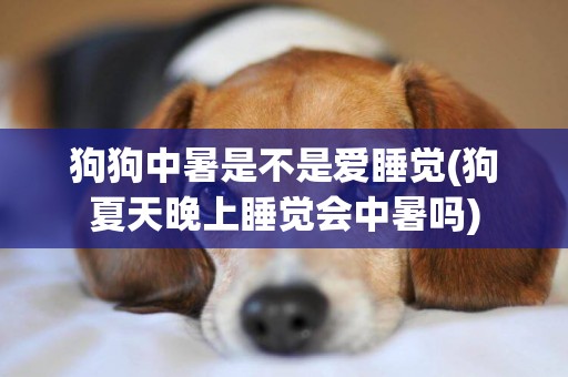 狗狗中暑是不是愛睡覺(狗夏天晚上睡覺會中暑嗎)