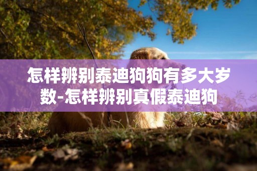 怎樣辨別泰迪狗狗有多大歲數-怎樣辨別真假泰迪狗