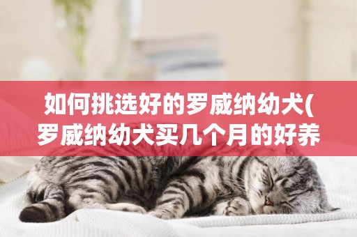 如何挑選好的羅威納幼犬(羅威納幼犬買幾個月的好養)