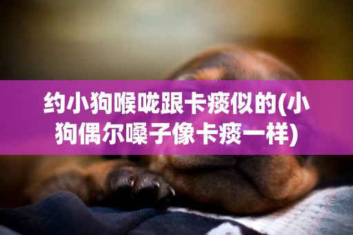 約小狗喉嚨跟卡痰似的(小狗偶爾嗓子像卡痰一樣)