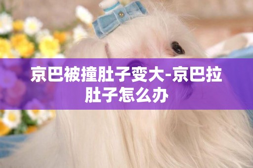 京巴被撞肚子變大-京巴拉肚子怎么辦