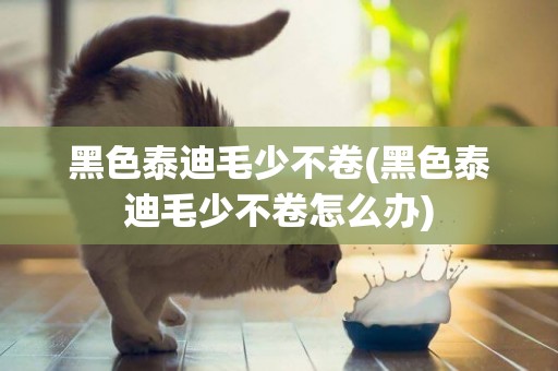黑色泰迪毛少不卷(黑色泰迪毛少不卷怎么辦)