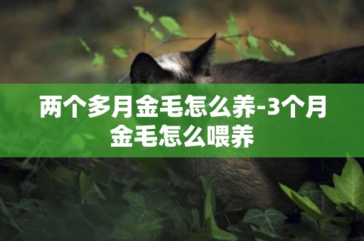 兩個多月金毛怎么養-3個月金毛怎么喂養