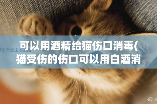 可以用酒精給貓傷口消毒(貓受傷的傷口可以用白酒消毒嗎)