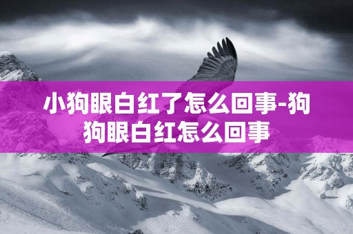 小狗眼白紅了怎么回事-狗狗眼白紅怎么回事