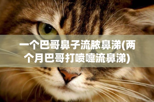 一個巴哥鼻子流膿鼻涕(兩個月巴哥打噴嚏流鼻涕)