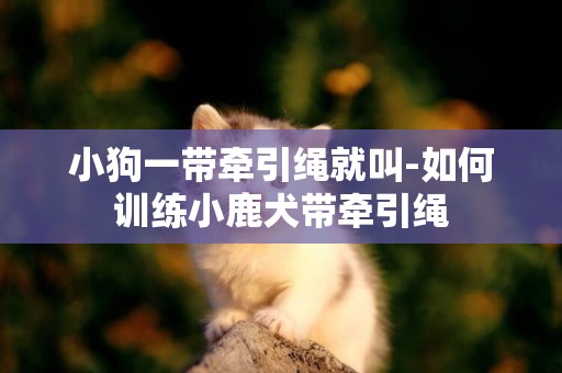 小狗一帶牽引繩就叫-如何訓練小鹿犬帶牽引繩