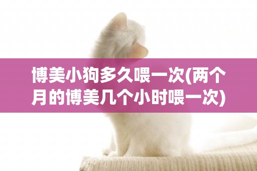 博美小狗多久喂一次(兩個月的博美幾個小時喂一次)