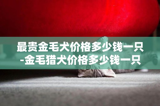 最貴金毛犬價格多少錢一只-金毛獵犬價格多少錢一只