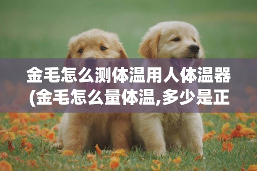 金毛怎么測體溫用人體溫器(金毛怎么量體溫,多少是正常體溫)