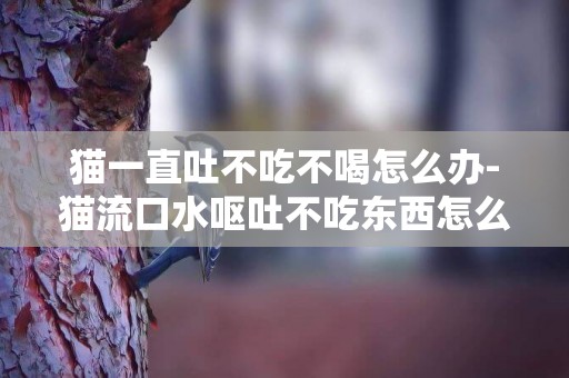 貓一直吐不吃不喝怎么辦-貓流口水嘔吐不吃東西怎么辦吃什么藥