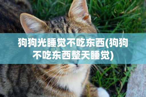 狗狗光睡覺不吃東西(狗狗不吃東西整天睡覺)